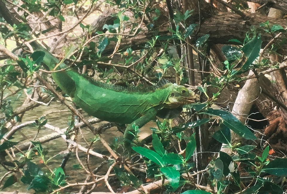 Martinique- iguane